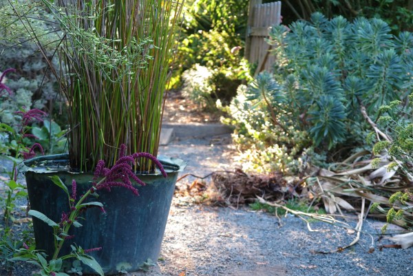 Euphorbia characias