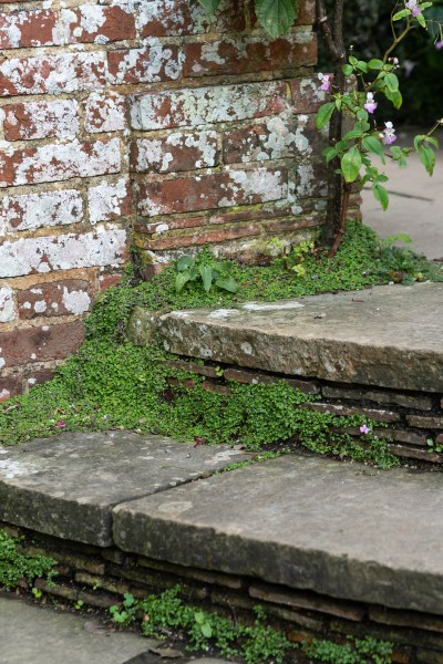 Mind-Your-Own-Business in cracks at Great Dixter