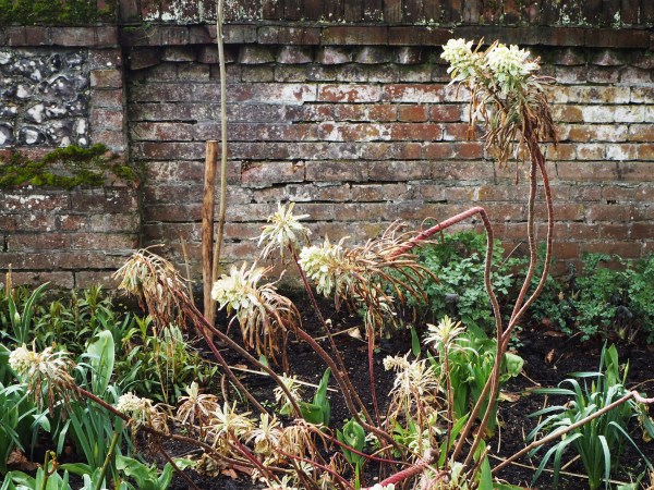 Euphorbia with winter damage