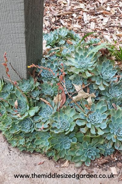 Succulents around the base of a post