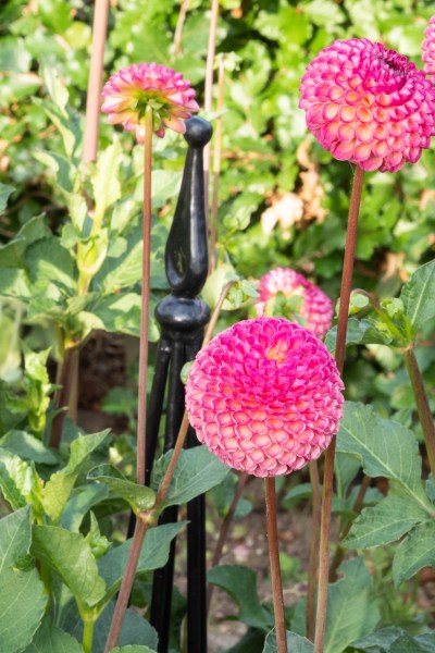 Growing cut flowers - dahlias