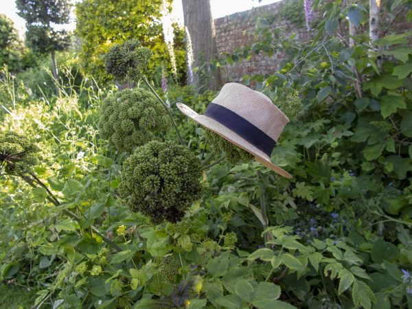 Angelica archangelica is a sculptural self-seeder