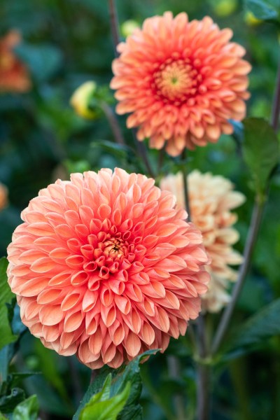 Dahlia 'Sylvia' is good for cutting