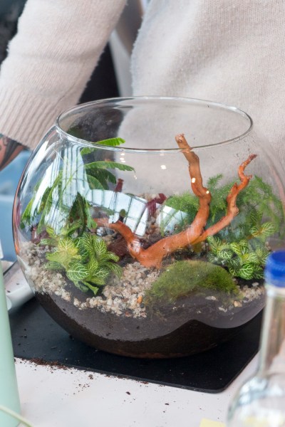 Terrariums are back