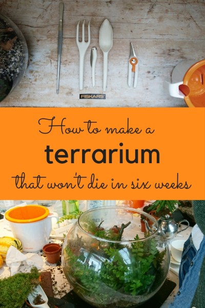 How to make a terrarium that won't die in six weeks