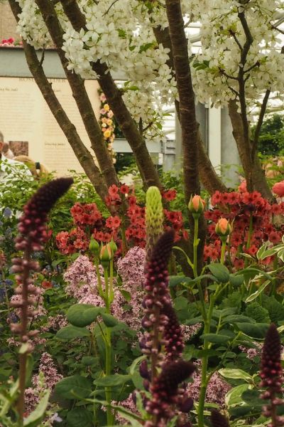 Trees and shrubs in flower borders