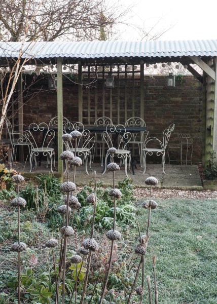 Phlomis russeliana spread to form clumps and offer summer and winter interest.