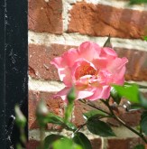 Climbing rose