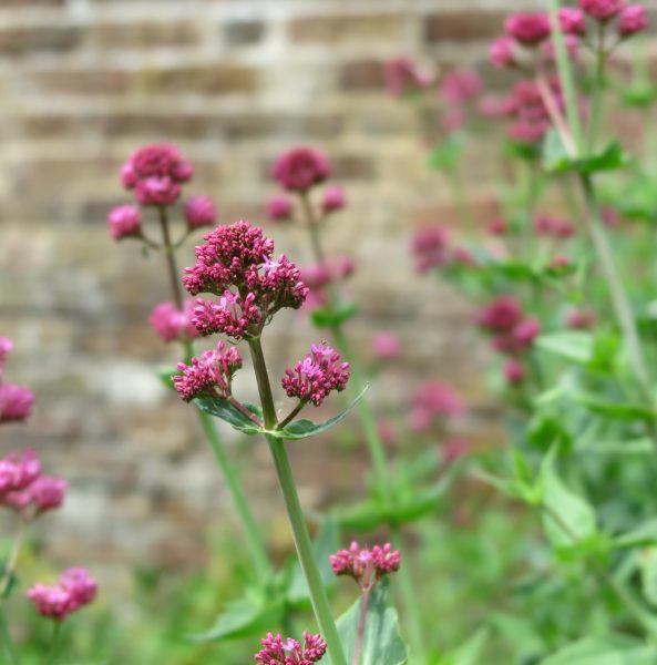 Valerian is a weed