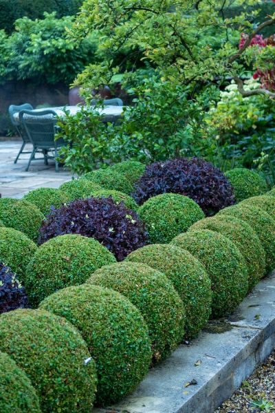 Alternatives to box for simple topiary