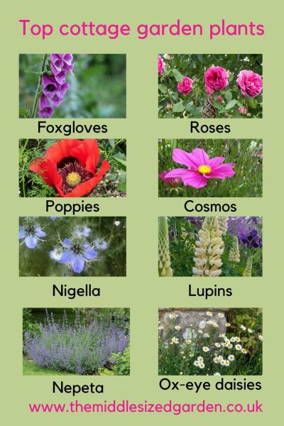 Top cottage garden plants