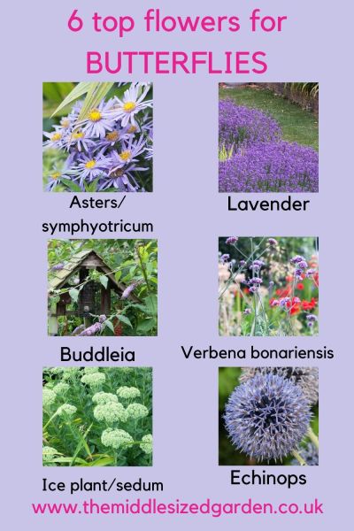 Top flowers for butterflies