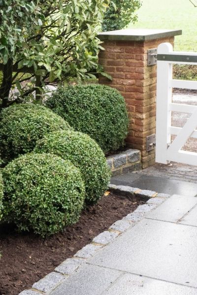 Plant topiary in pots or the ground