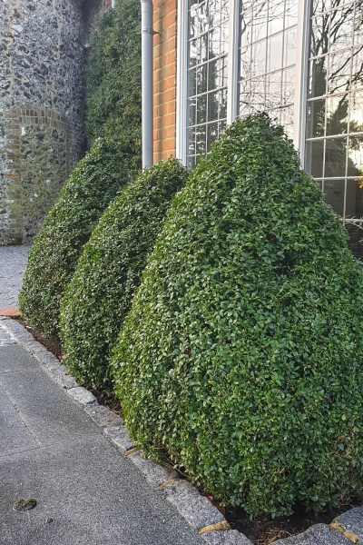 Use easy topiary shapes in threes