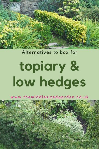 Alternatives to box for topiary and low hedges