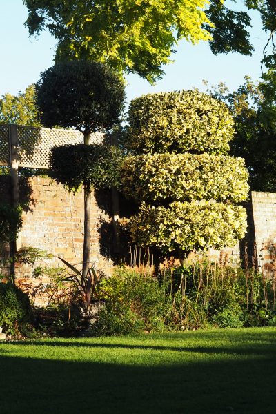 Topiarised holm oak and holly 'Golden King' in the Middlesized Garden