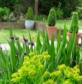 Evergreen box in pots