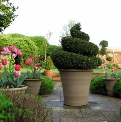 Topiary spiral in pot