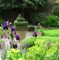 Evergreens in pots in spring 2016...