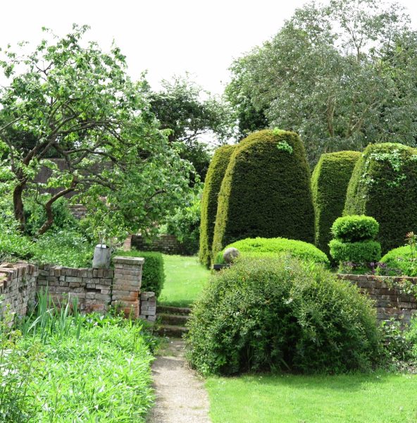 How to restore a yew