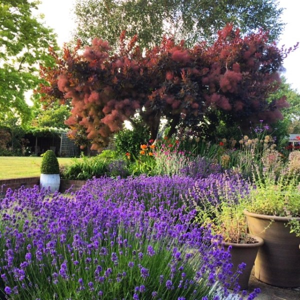 Cotinus as a tree