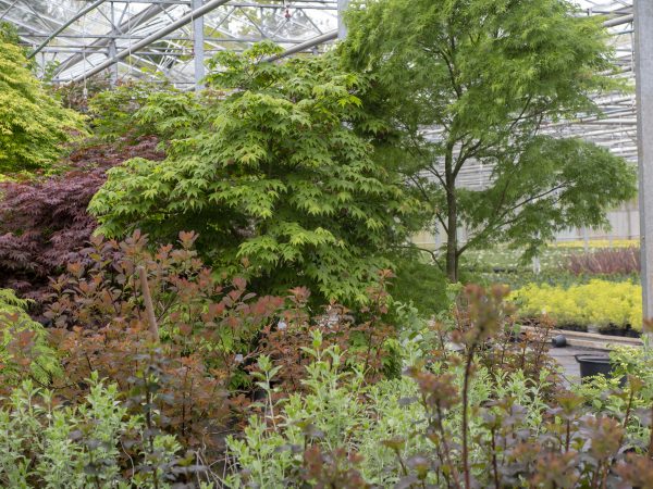 Trees in pots 