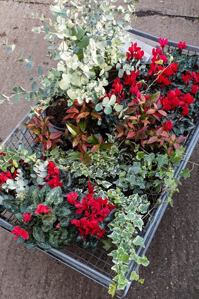 Eucalyptus, cyclamen, ivy and barbed wire plant for a winter window box.