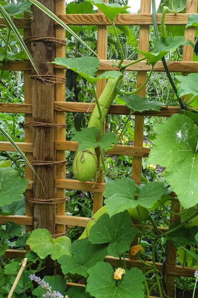 Easy homemade fertilisers - lasagna gardening around individual plants