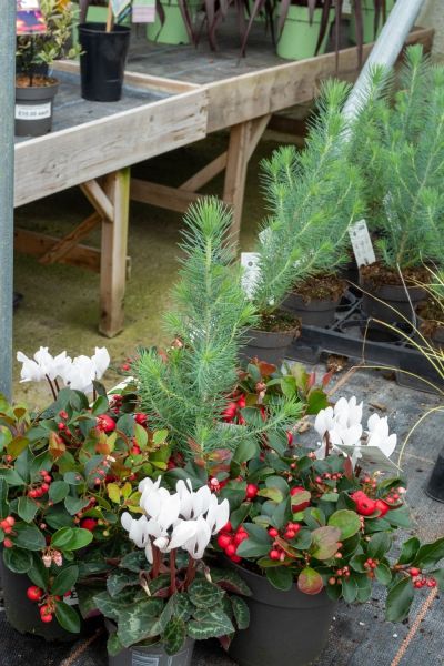 Try out plants in the garden centre before buying