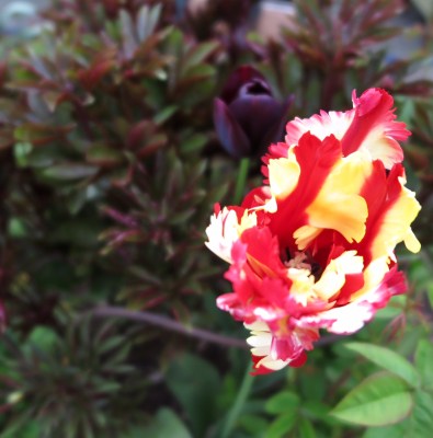 'Flaming Parrot' tulip and peony foliage