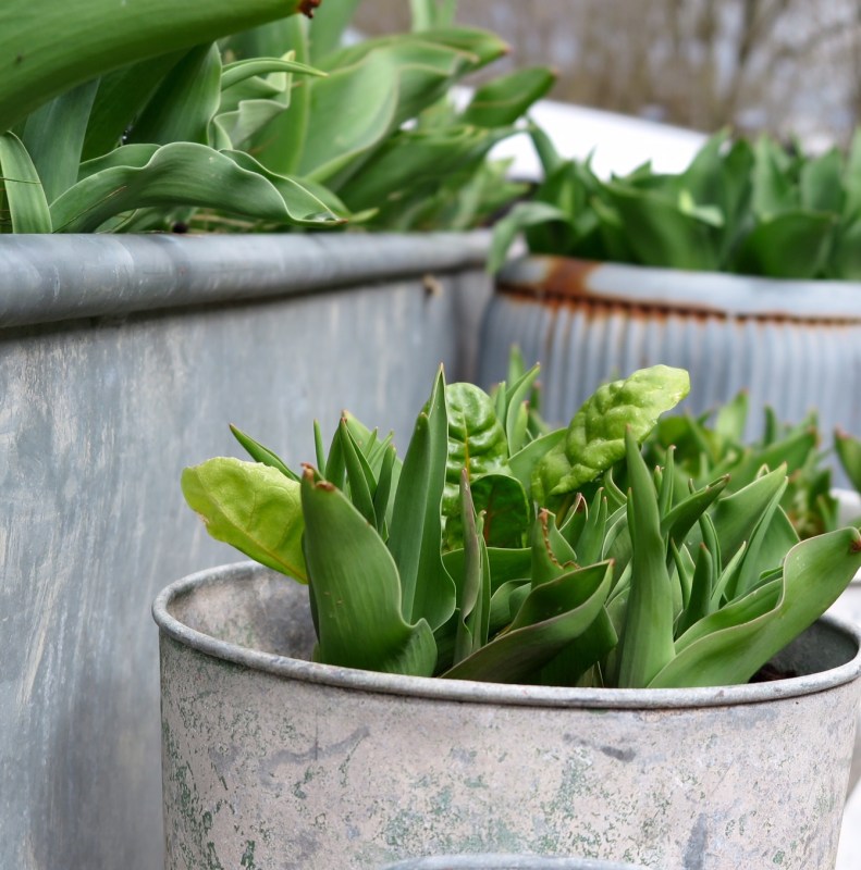 Vintage galvanised trough and planter