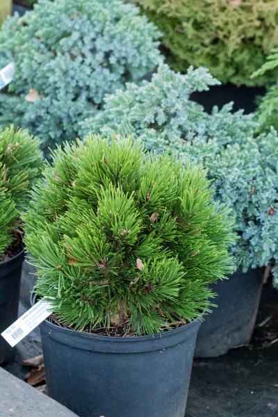 Conifers for pots and small gardens