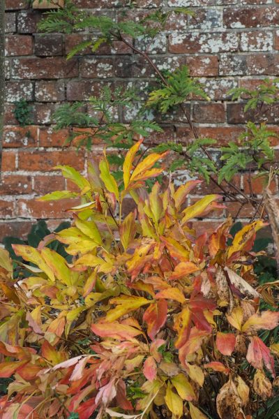 Peonies are a wonderful addition to the autumn garden