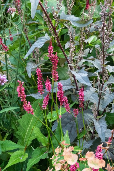 Persicarias are easy, low-maintenance plants