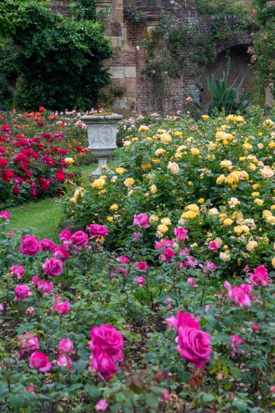 Growing roses at Hever Castle