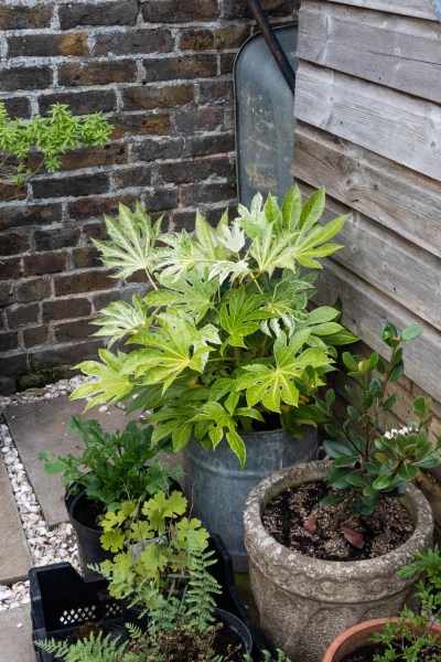 Fatsia in pots