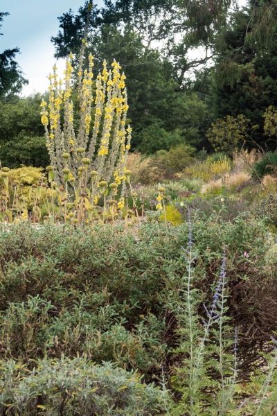 Giant mullein