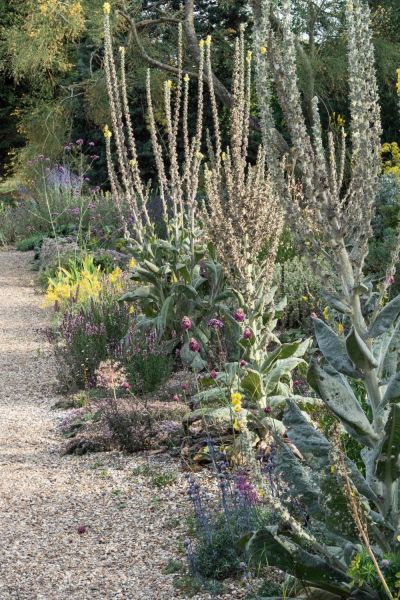 Verbascum at the Beth Chatto gardens