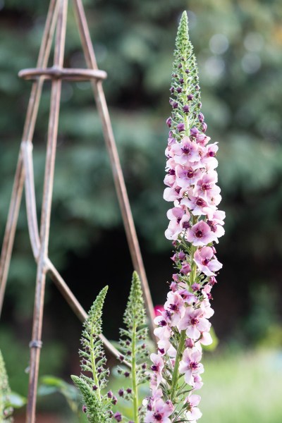 Verbascum Copper Rose