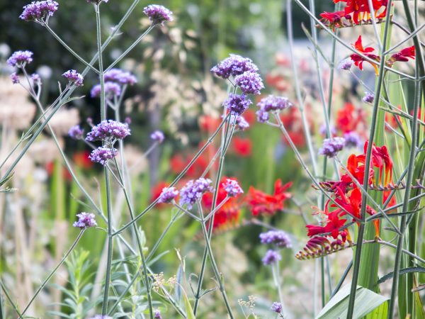 Verbena bonariensis and Crocosmia 'Lucifer' add height to a border.