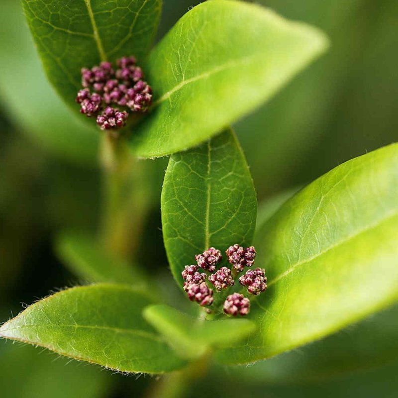 Evergreen hedging for privacy