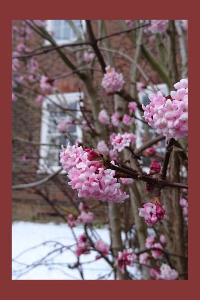 Viburnum bodnantense 'Dawn' in a winter front garden