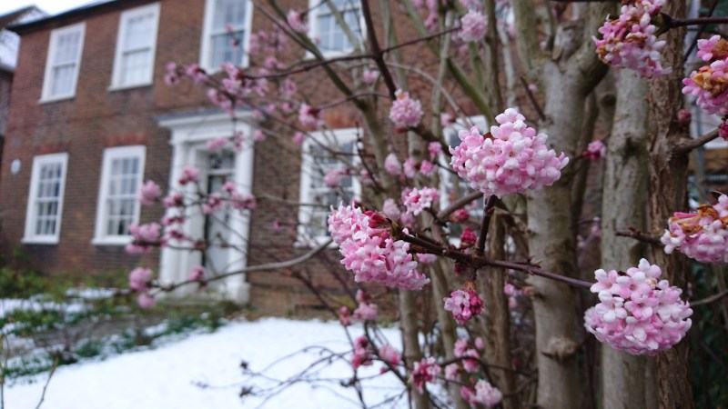 Year-round flowers - good news for wildlife