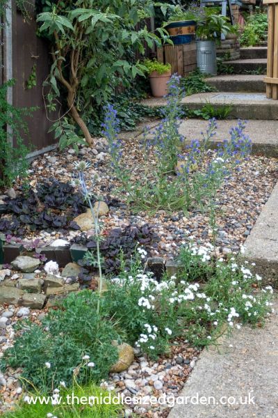 Plants for a north facing garden