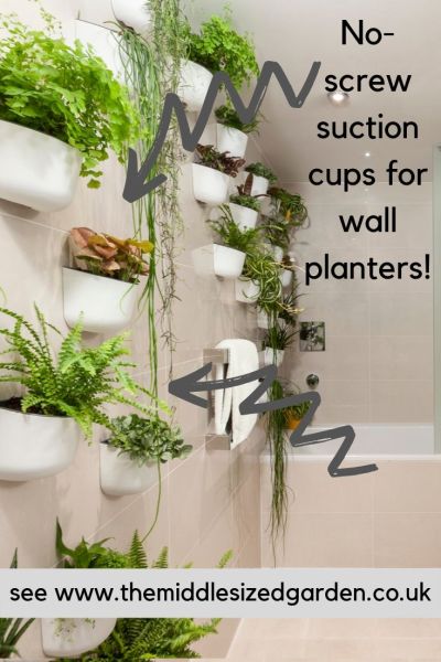 Decorate with plants with suction cups