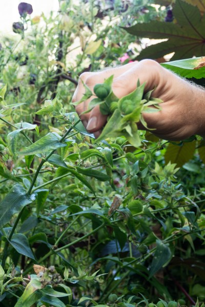 Caper spurge or wild euphorbia