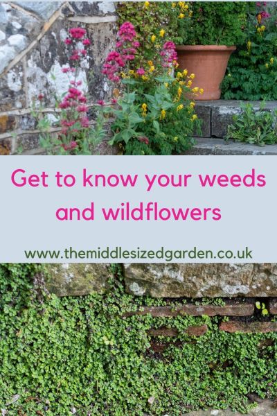 Find out more about weeds