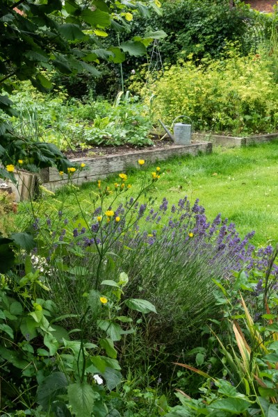 Self-seeded veg include parsley, rocket and spinach.