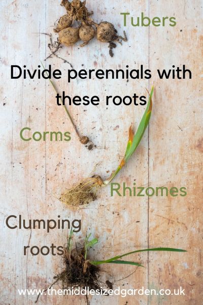 Which plants need dividing