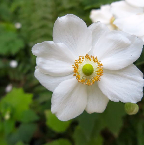 Shade loving anemones